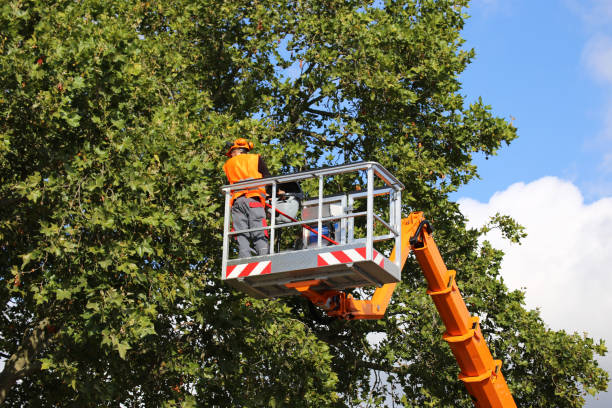 Tree Care Services